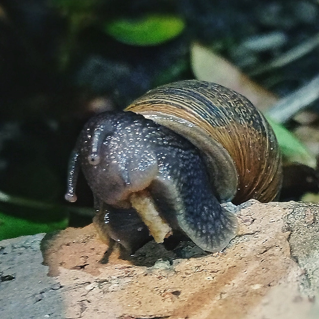 Manto SB Pellets - Molusquicida